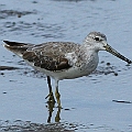 Nordmann's Greenshank in Cairns, Australia<br />Possible 1st winter